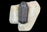 Bargain, Reedops Trilobite Fossil - Good Eye Facets #68655-6